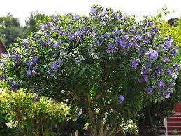 Wird die pflanze nicht regelmässig geschnitten, verkümmern die triebe, die die blüten bilden sollten. Garteneibisch Blue Bird Oiseau Bleu Hibiscus Syriacus Blue Bird Oiseau Bleu Baumschule Horstmann