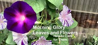 Sometimes slugs and snails leave behind a glossy slime trail; Morning Glory Leaves And Flowers
