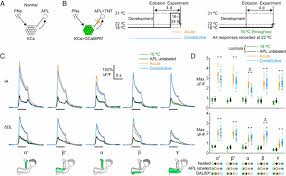 We did not find results for: Mechanisms Underlying Homeostatic Plasticity In The Drosophila Mushroom Body In Vivo Pnas