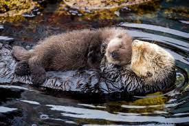 Monterey Bay Aquarium Welcomes Fuzzy Newborn Otter Photos Baby Sea Otters Cute Baby Animals Sea Otter