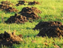 Following guidance from the centers for disease control and prevention (cdc), we've increased the frequency of cleaning and general hygiene maintenance in stores and other locations. Mole Control Coastal Pest Control Of The Treasure Coast Inc