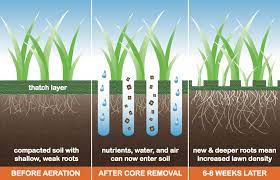 Lawn aeration is essential to improve the overall health lawn doctor's aeration service can help prevent these issues and make sure your lawn a core aerator does a far more thorough and effective job of relieving soil compaction, removing thatch. Trinity Lawn Care Services Trinity Lawn Care