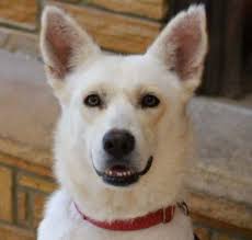 German Shepherd Dog Adoption in Mount Kisco, NY: German Shepherd Dog  Puppies for Sale in Mount Kisco, NY