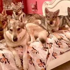 I vantaggi per le donne di fare sesso con i cani. Sbranata Dai Cani A Grugliasco La Figlia Indagata Per Omicidio Colposo