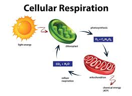10 Surprising Facts About Cellular Respiration - Facts.net