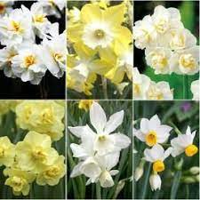 Daffodil Bulbs For Sale Buy Flower Bulbs In Bulk Save Daffodil Bulbs Bulb Flowers Gladiolus Bulbs