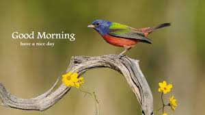 Hd Wallpaper Birds And Flowers Beautiful Good Morning Birds Images Painted Bunting Birds Wallpaper Hd Pet Birds