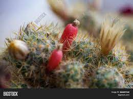 › identification cactus plants by picture. Yellow Flower Red Image Photo Free Trial Bigstock