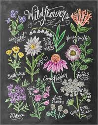 Lily Val Wildblumen Englisch Illustration Blume Blumen Kunst Kreidekunst