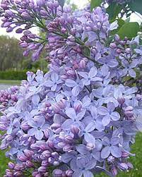 Firmament Lilac Gardener S Supply Company Lilac Tree Lilac Bushes Types Of Flowers