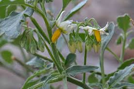 Image result for Solanum americanum