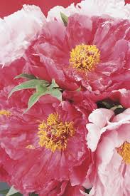 Dubbed The Queen Of Flowers Peonies Are Well Suited For Australian Climates And Are In Season From Mid To Late October In 2020 Growing Peonies Peonies Peonies Season