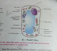 We did not find results for: Draw Outline Diagram Of Plant Cell Able Inly The Parts Which Carry Hereditary Materials Brainly In