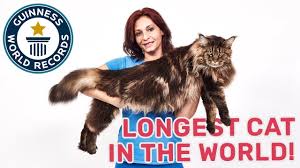 Landen katzen immer auf den pfoten? Weltkatzentag 10 Fun Facts Uber Katzen Unicum