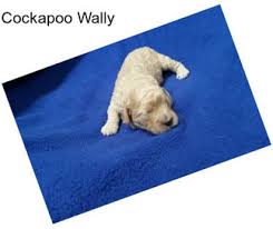 Why buy a cockapoo puppy for sale if you can adopt and save a life? Wkustyjnpy5sum