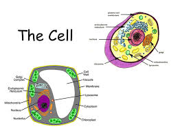 Organs are formed from different tissues and work together with other organs in organs systems. The Cell Smallest Unit Of Life That Can Carry On All Life Processes The Building Blocks Of Life All Living Things Are Made Up Of Cells A Unicellular Consist Ppt Download