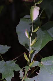 Image result for Dioscorea minutiflora