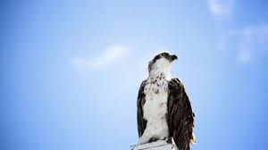 Maybe you would like to learn more about one of these? Terungkap Arti Mimpi Melihat Burung Elang Tak Banyak Yang Tahu Loh