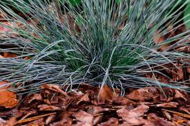 Image result for Festuca