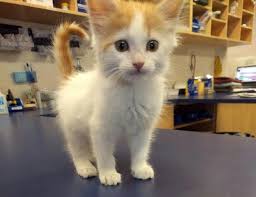 10 week old kitten gender. Sherlock 10 Week Old Cat Available For Adoption In Cockburn Vetwest Animal Hospitals