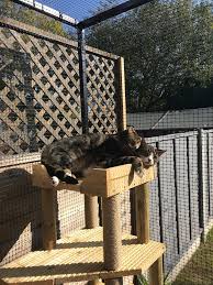 Invisible fence r21 r22 7k dog receiver titanium collar pet 700 series+ battery. Do Cat Fences Work Protectapet