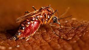 Image result for Dengue