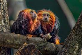 Le singe magot, qui quand il est petit a l'air d'une peluche vivante , est une espèce protégée. Peut On Avoir Un Singe Comme Animal De Compagnie