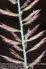 Image result for Dinebra