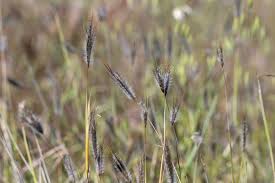 Image result for Dichanthium sericeum