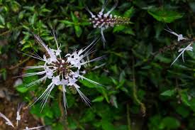 Sedap malam/ sundal malam (polianthes tuberosa) merupakan salah satu spesies tanaman evergreen perennial dari genus polianthes dari famili agavaceae yang tahan panas. Resep Jamu Tradisional Untuk Atasi Hipertensi Halaman All Kompas Com