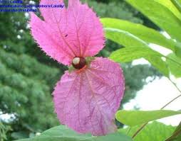 Image result for Dalechampia