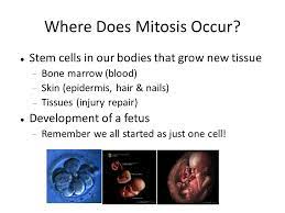 We did not find results for: Genetics Part 1 By The End Of This Class You Should Understand The Purpose Of Mitosis And The Consequences Of Failure To Control Mitosis The Purpose Ppt Download
