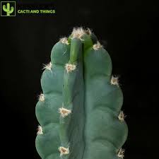 Image result for Cereus jamacaru