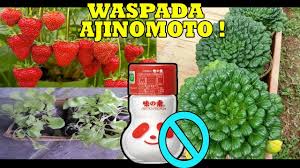 Check spelling or type a new query. 2 Cara Guna Kesan Perasa Msg Ajinomoto Jadi Baja Tanaman