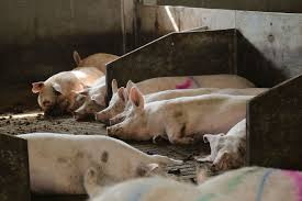 Jun 01, 2021 · grote brand bij nederlands landbouwbedrijf bij weert: Thema Avond Fokkerij Thema Avond Fokkerij Te Nederweert Eind Pigbusiness Nl Nieuws Voor Varkenshouders