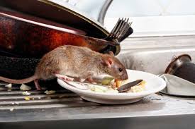 Erkennen sie, dass ein tier der familie auf eine bestimmte weise umkam, meiden sie den kontakt mit der entsprechenden maßnahme. Ratten Bekampfen Tipps Mittel Gegen Rattenbefall