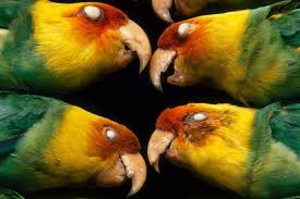 14 Facts About Animals That Have Gone Extinct In The Last 100 Years Extinct Animals Animals Animal Facts