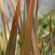 Colensoi is endemic to new zea. Bronze New Zealand Flax Phormium Tenax Atropurpureum In Wilmette Chicago Evanston Glenview Skokie Winnetka Illinois Il At Chalet Nursery