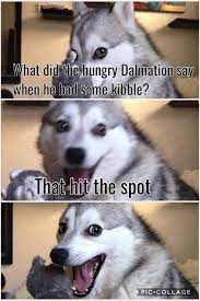 Pin On Funny Animals
