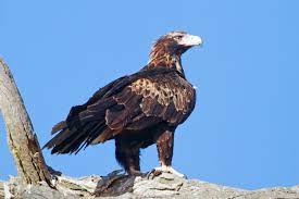 Wedge-tailed eagle - Wikipedia