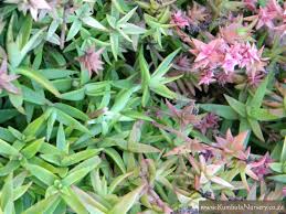 Image result for Crassula lanceolata