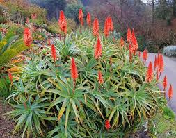 Image result for Aloe arborescens × inyangensis