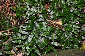 Image result for Arthropteris