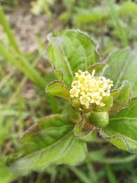 Image result for Acanthospermum australe