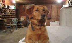 Golden retriever puppies for sale in vancouver bc. Akc Ckc Fully Reg English Cream Golden Retriever Puppies For Sale In Vancouver British Columbia Nice Pets Online