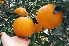 Harga tiket kebon jeruk aik bukak ntb. Cerita Hagyul Jeruk Jeju Yang Lagi Tren Di Korea Halaman All Kompas Com