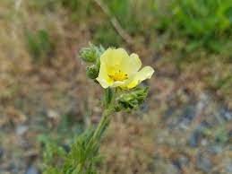 Well we are here to help you with your lawn and there are few plants that can be identified as quickly with it's bright yellow flowers, and their seed heads that look like puffballs. Noxious Weeds To Watch For In June Noxious Weeds Blog