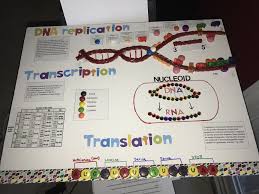 Prokaryote Genetics Prokaryotes Dna Replication Dna Facts