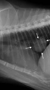 Out of every 10 lung cancer patients, 9 are smokers. Secondhand Smoke Can Also Cause Cancer In Pets Studies Show