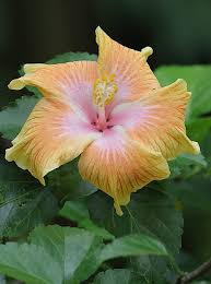 Image result for Hibiscus pusillus